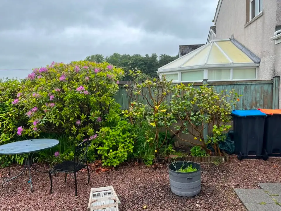 Overgrown shrub against conifer hedge before garden clearance