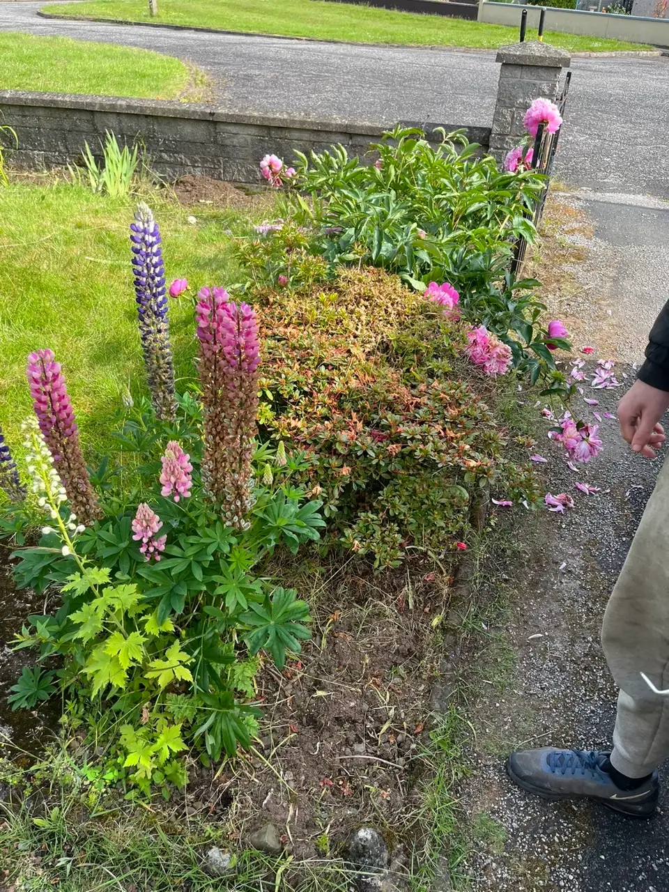 Garden clearance completed in Dumfries