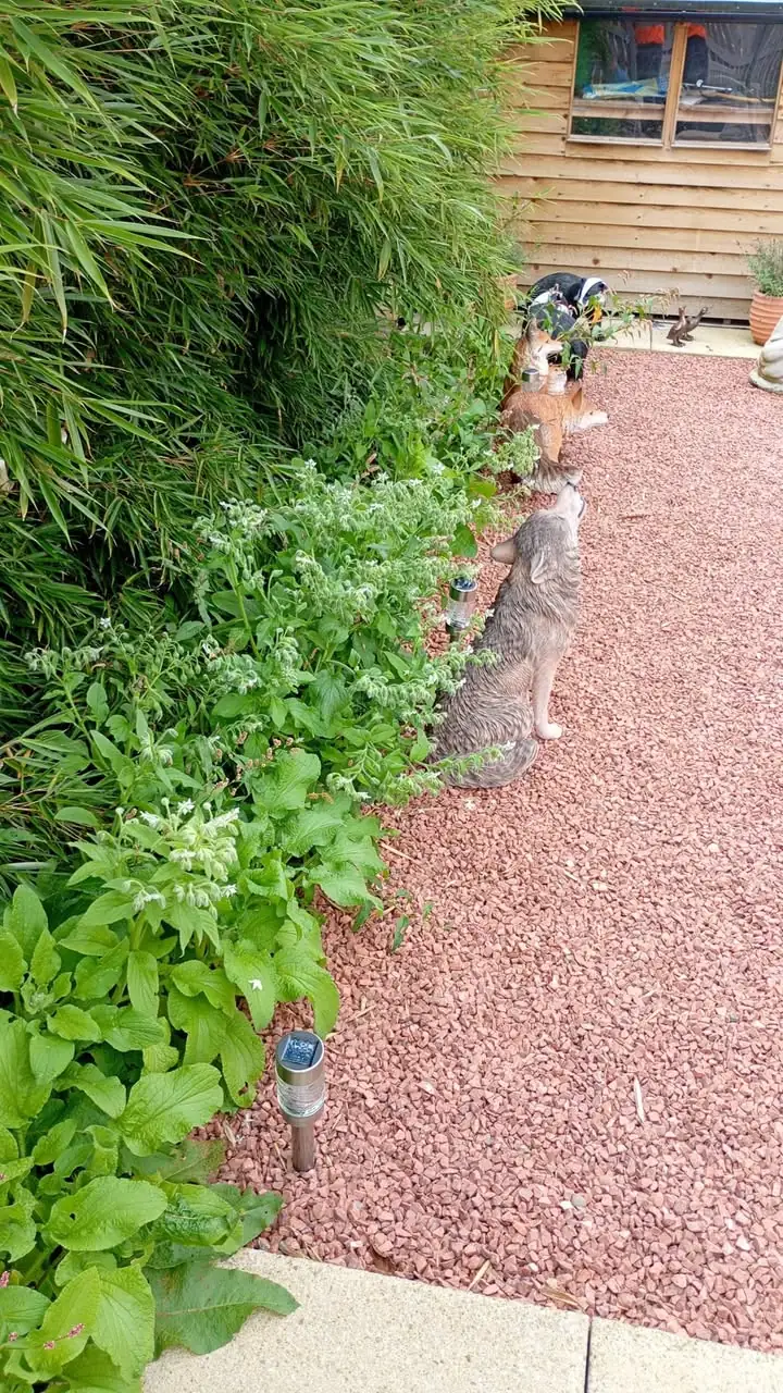 Garden border weed removal completed by RML Ground Maintenance