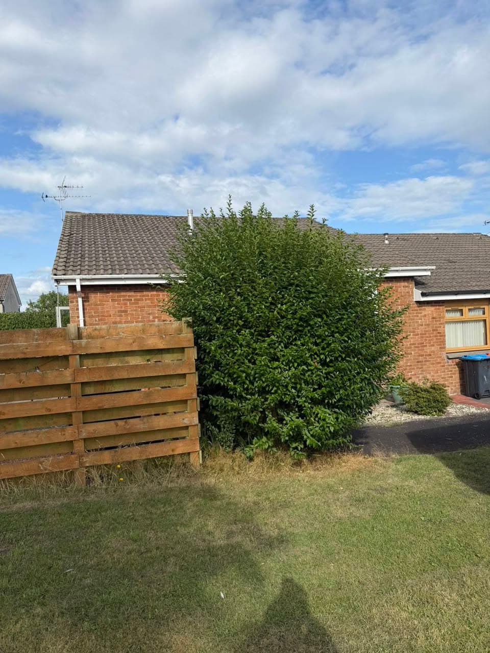 Overgrown garden hedge before cutting by RML Ground Maintenance