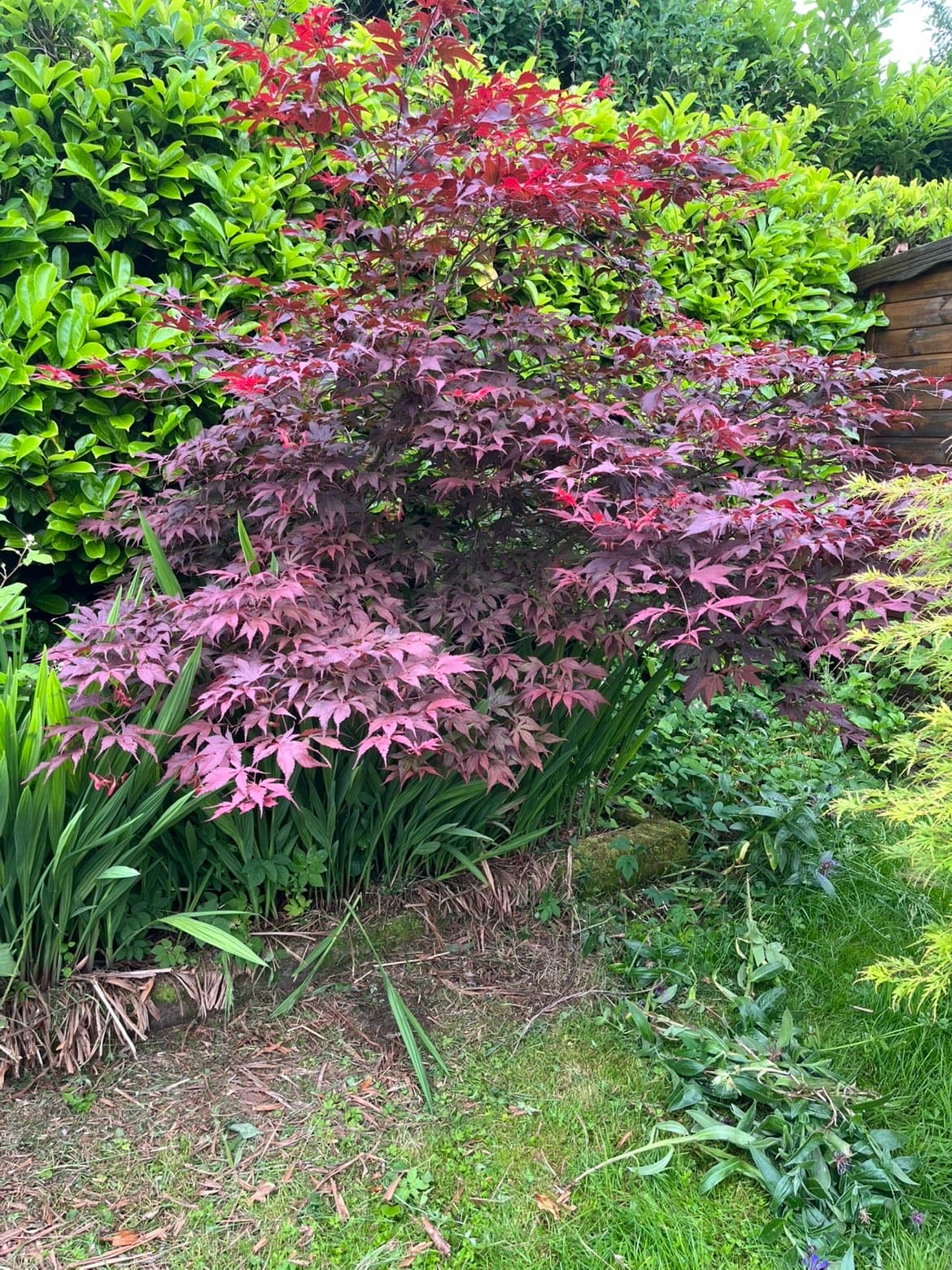 Garden clearance contractor work in Dumfries and Galloway