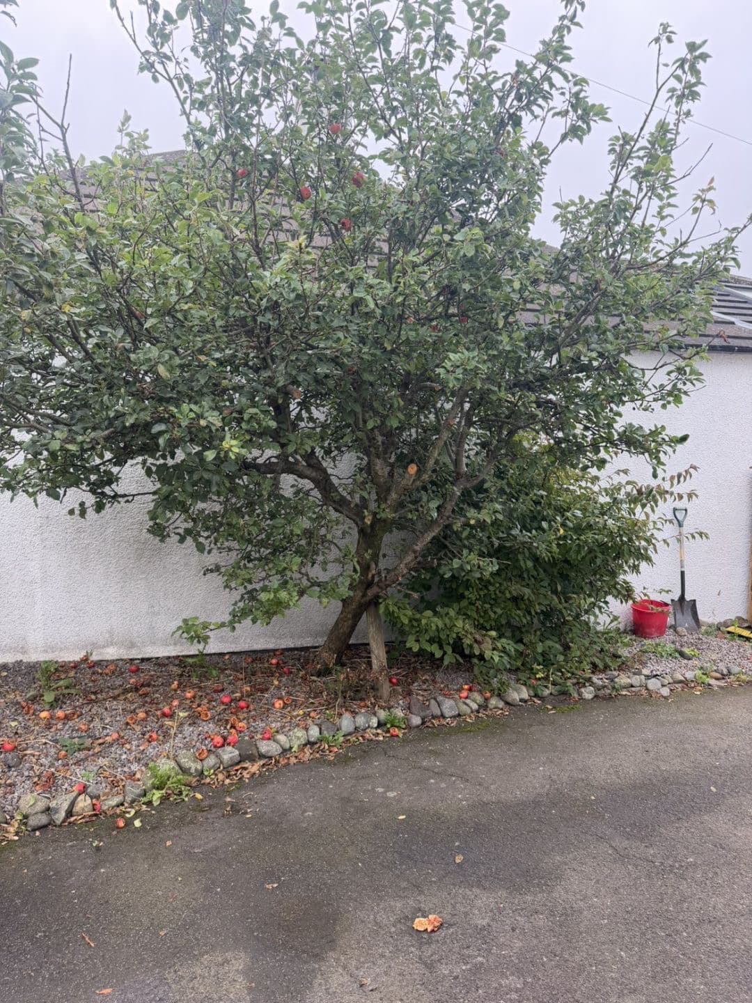 Overgrown apple tree and windfall fruit beside the house before tree work in Lochmaben