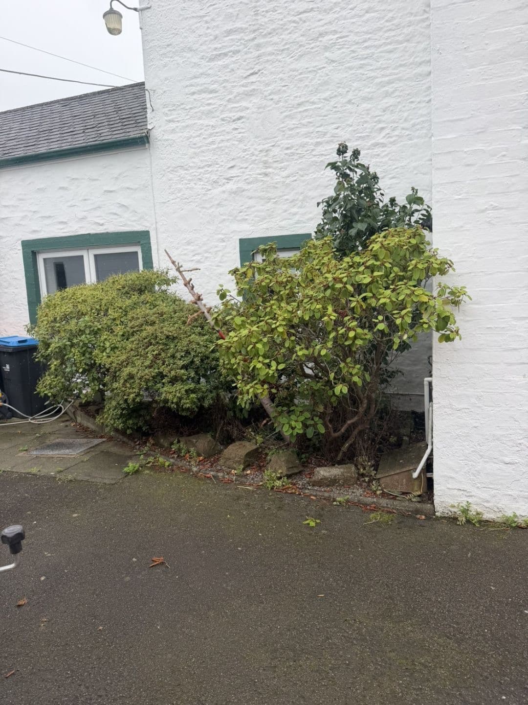 Overgrown shrubs against the cottage wall before the garden clearance in Lochmaben