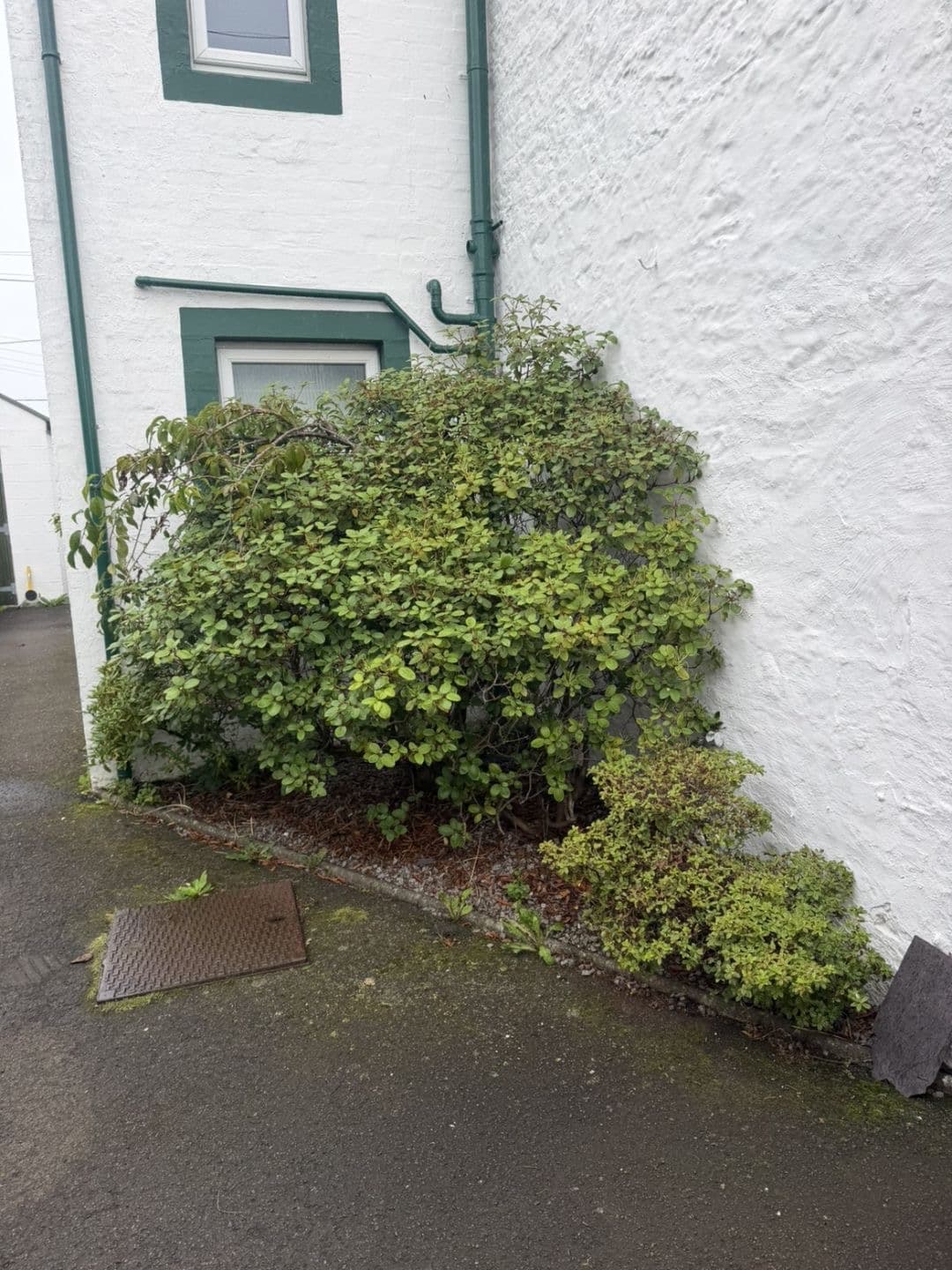 Overgrown shrub spilling across the path before clearance in Lochmaben