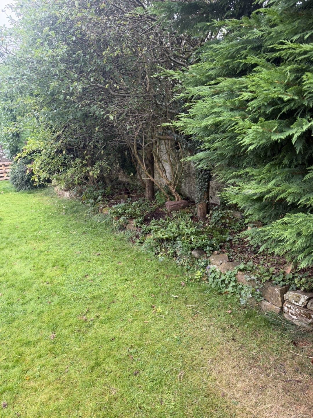 Overgrown border and ivy along the lawn edge before weeding in Lochmaben