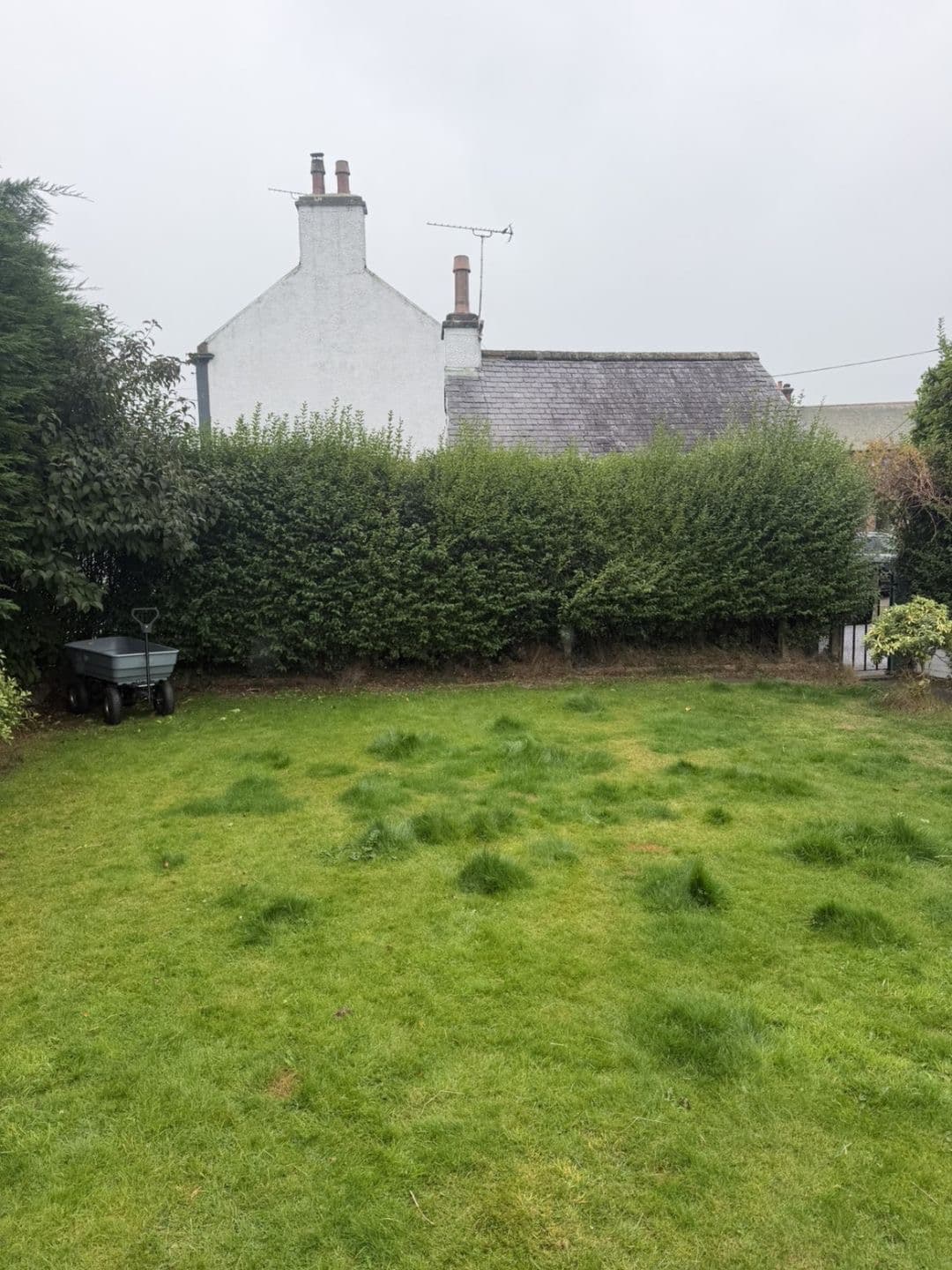 Shaggy lawn and untrimmed hedge before garden maintenance in Lochmaben