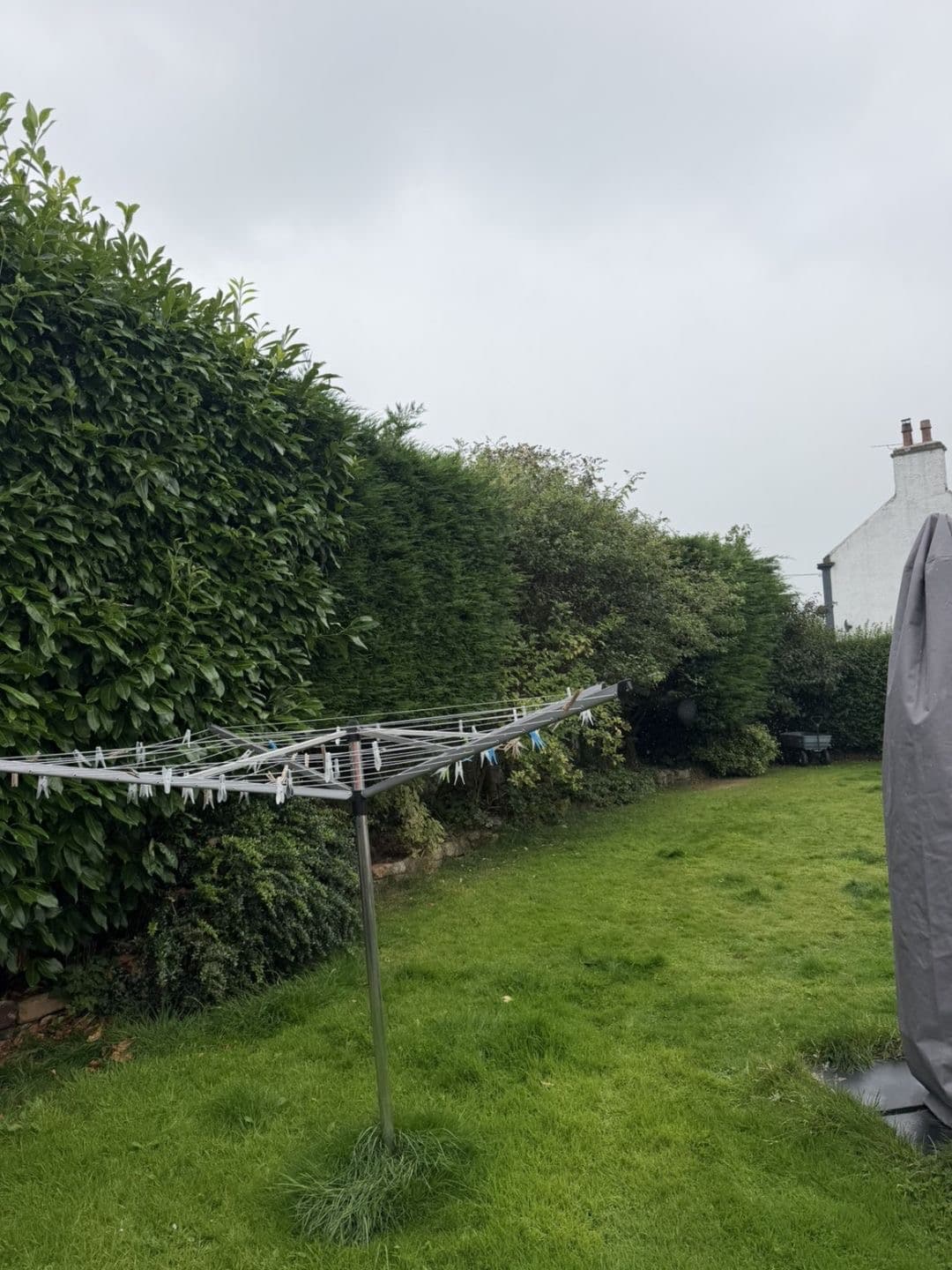 Tall untrimmed laurel hedge before hedge cutting in Lochmaben