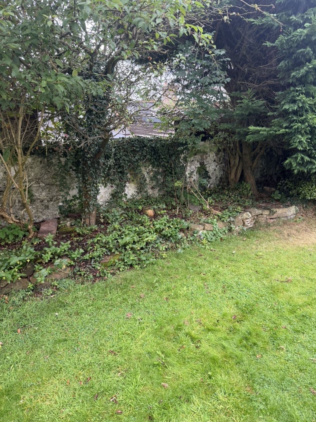 Ivy covered wall and weedy border before clearance in Lochmaben