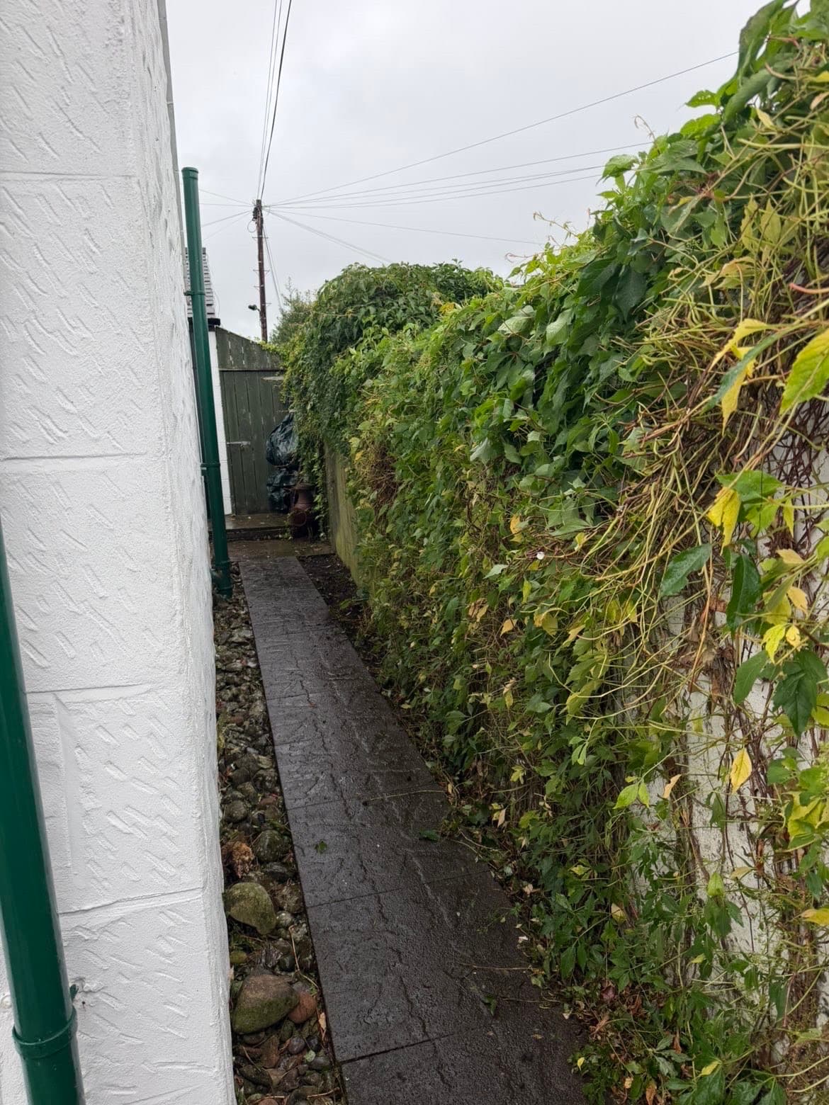 Ivy and weeds spilling over the wall along the side path before weed removal in Lochmaben