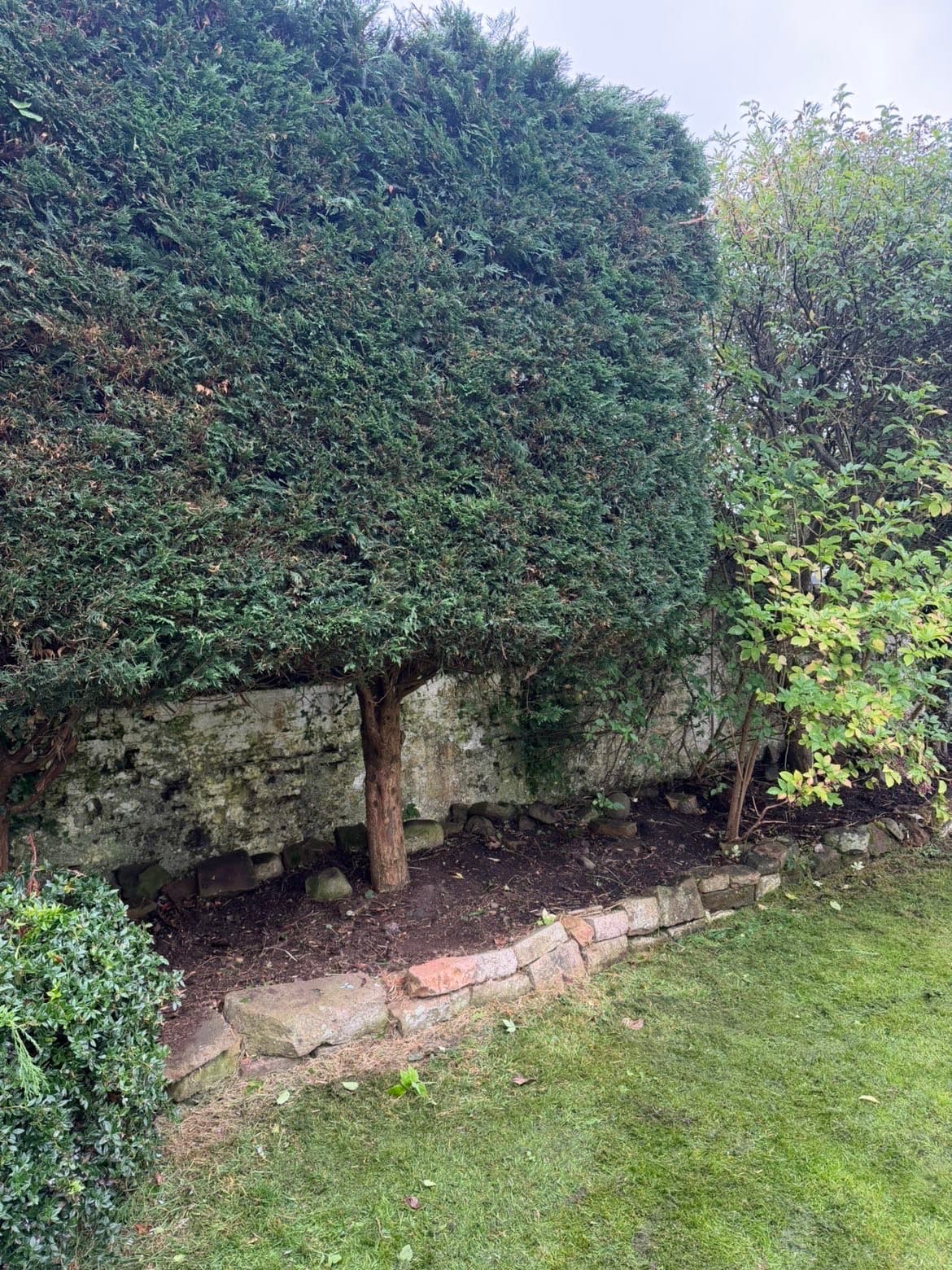Conifer hedge cut back with the border underneath cleared in Lochmaben