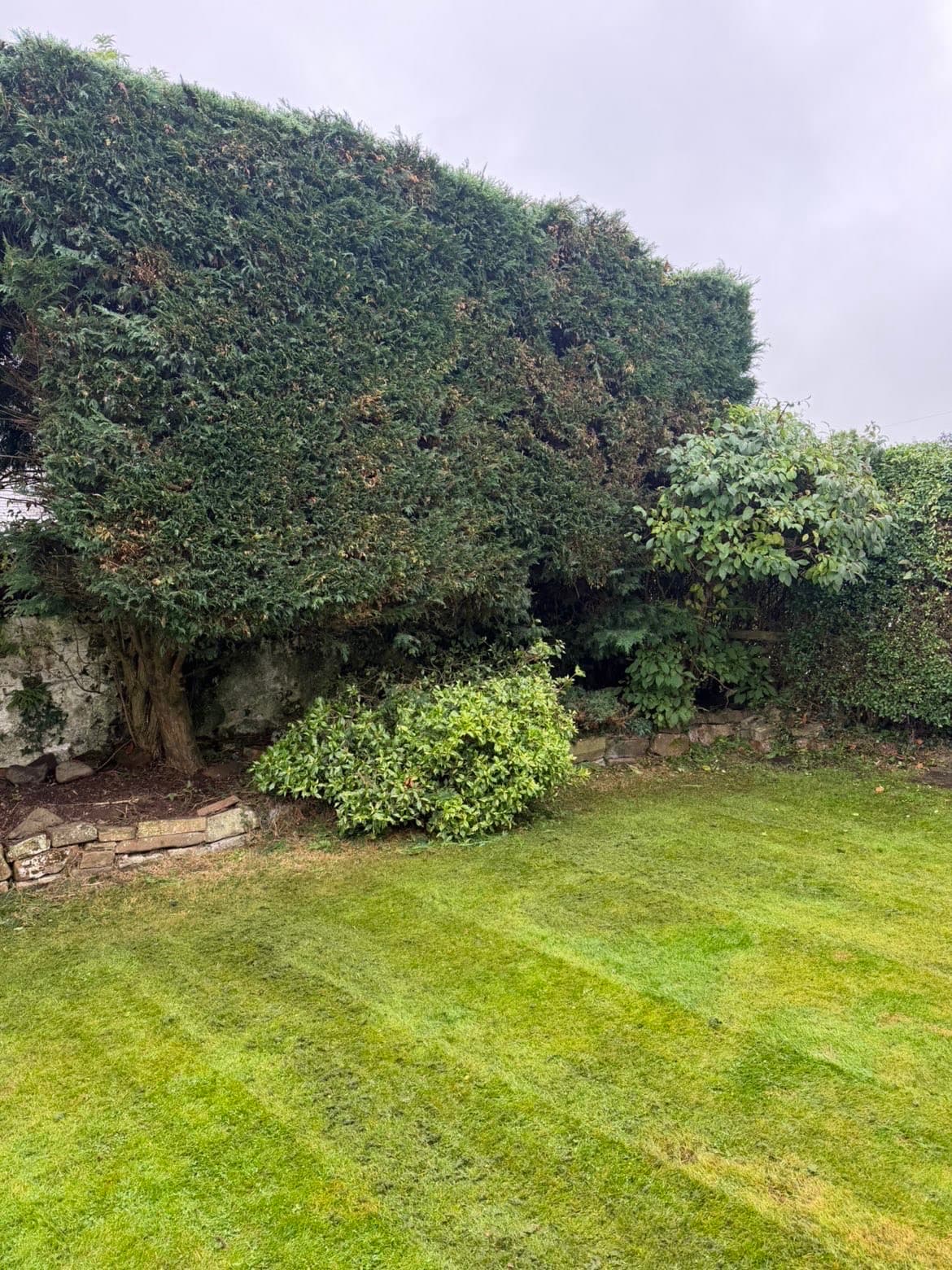 Boundary hedge trimmed and the lawn cut in Lochmaben by RML Ground Maintenance