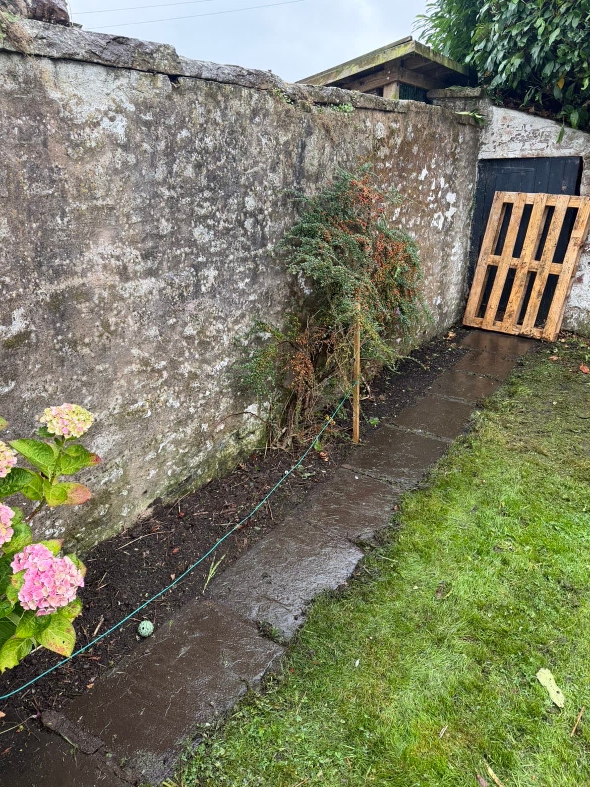 Conifer at the garden wall before removal in Lochmaben