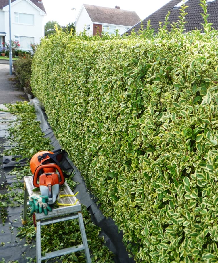 Neatly trimmed hedge along a garden boundary